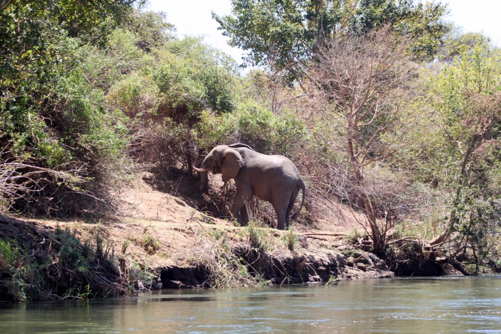 Elephant in Zambia
