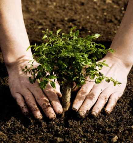 Project summary – Trees for Zambia – Greenpop