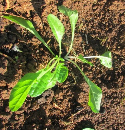 Miss Earth: Updates & Thank You's Miss Earth: Updates & Thank You's