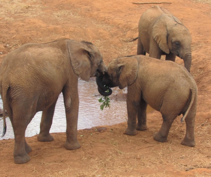 The Lilayi Elephant Nursery
