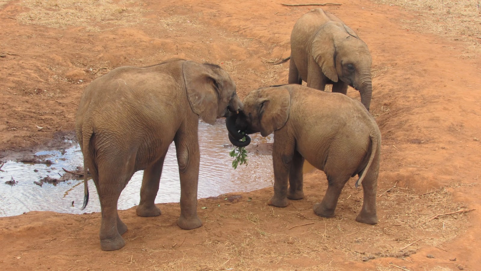 The Lilayi Elephant Nursery