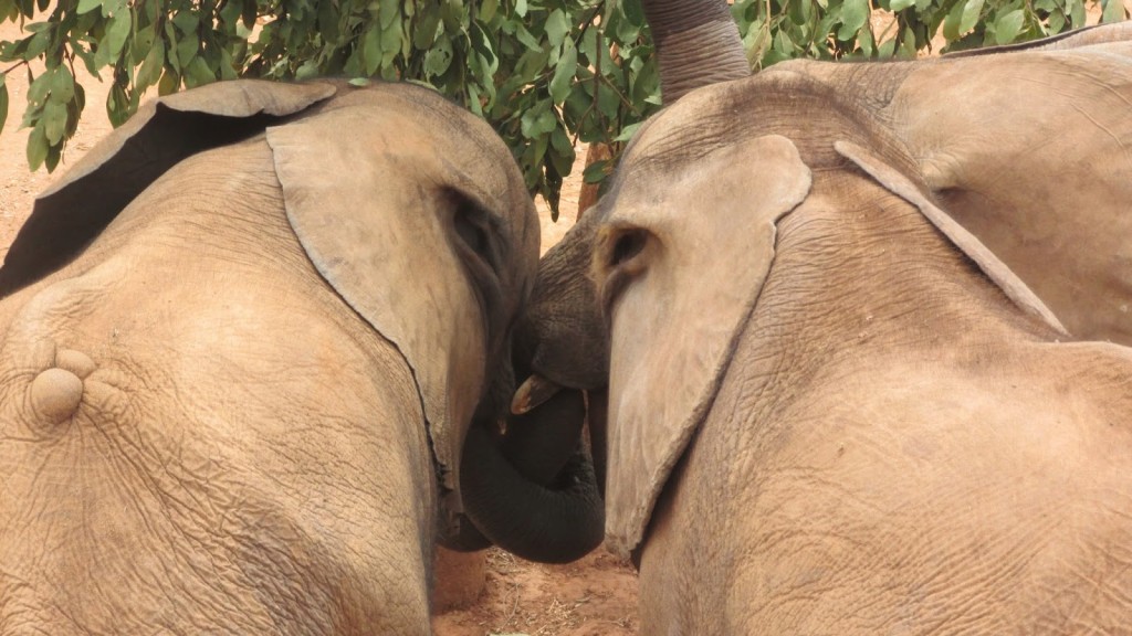 The Lilayi Elephant Nursery