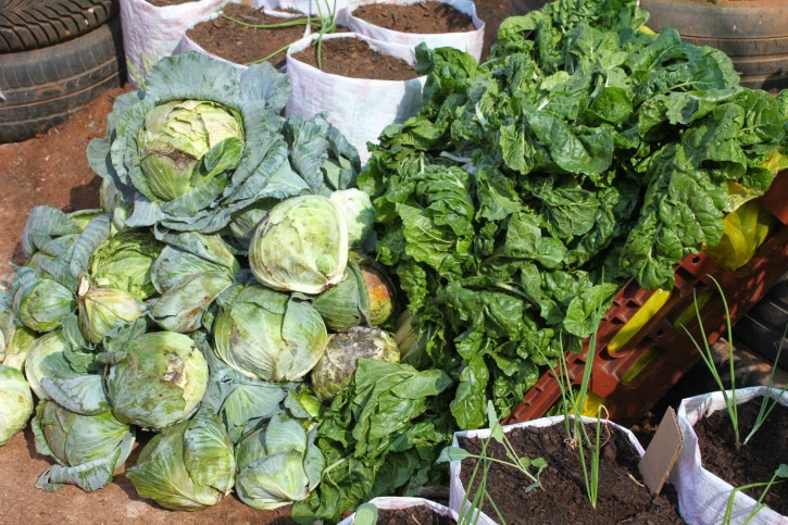 Planting in Thembisa Planting in Thembisa