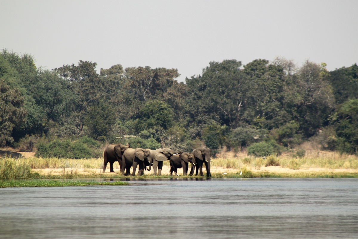 World Elephant Day IMG_2363