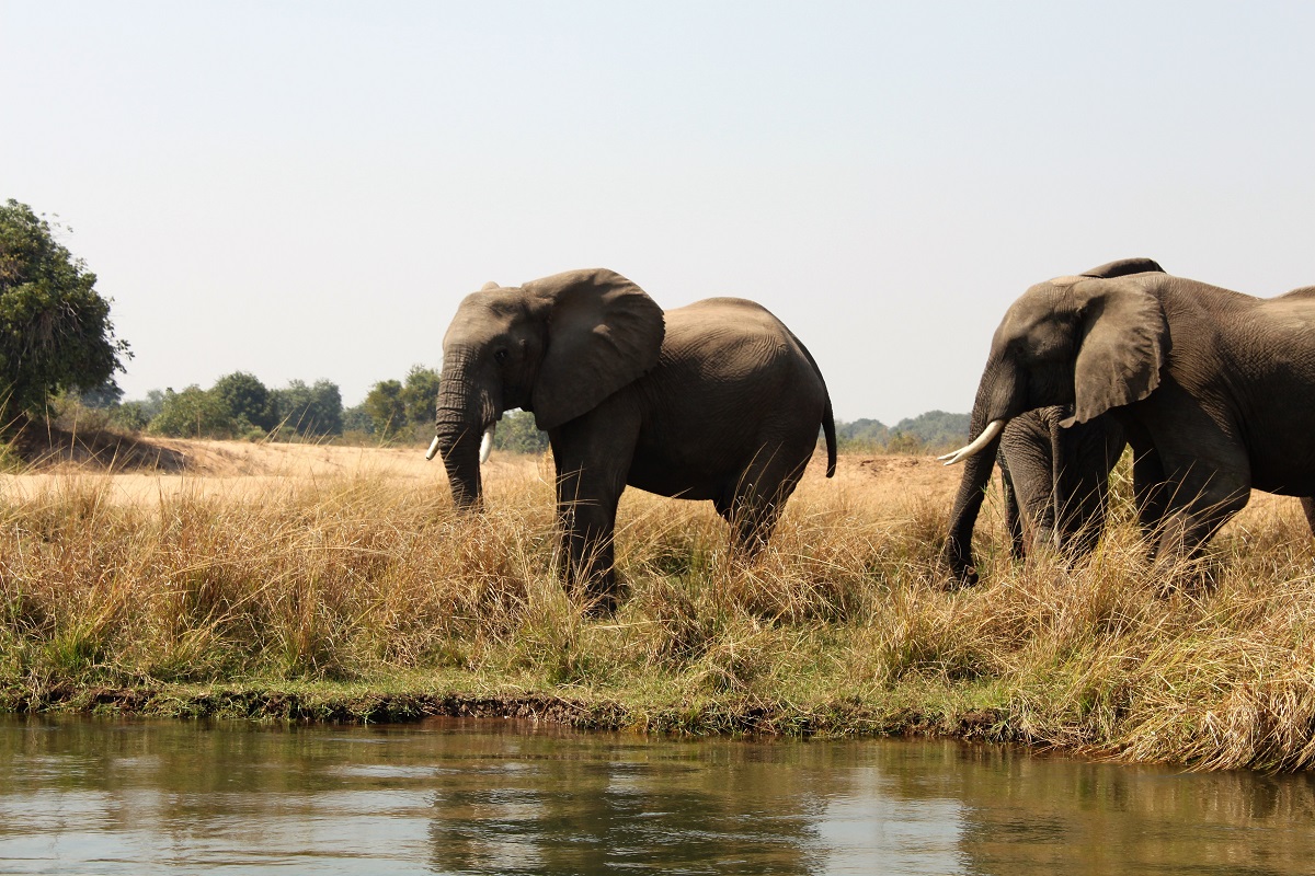 World Elephant Day World Elephant Day