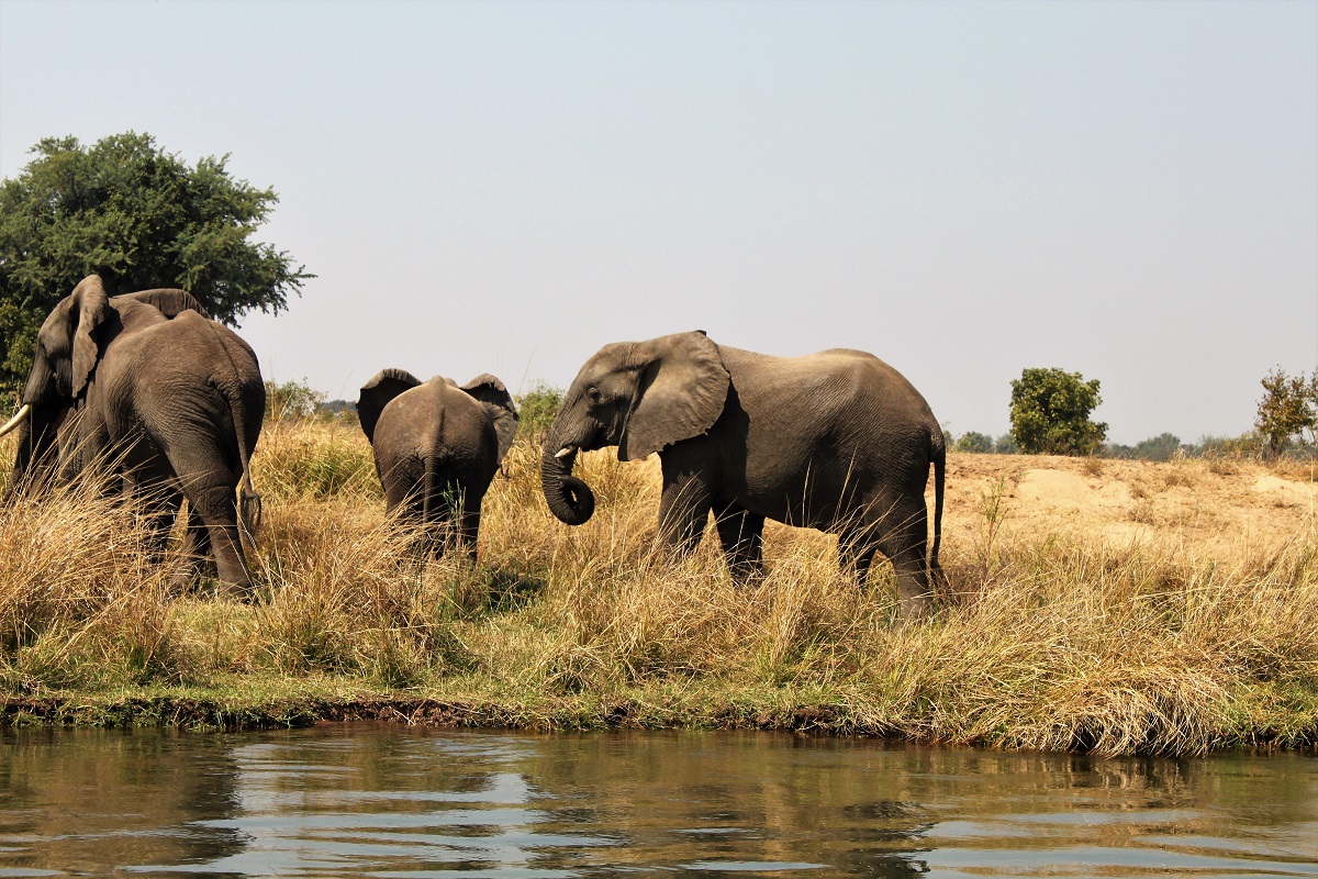 World Elephant Day IMG_2383