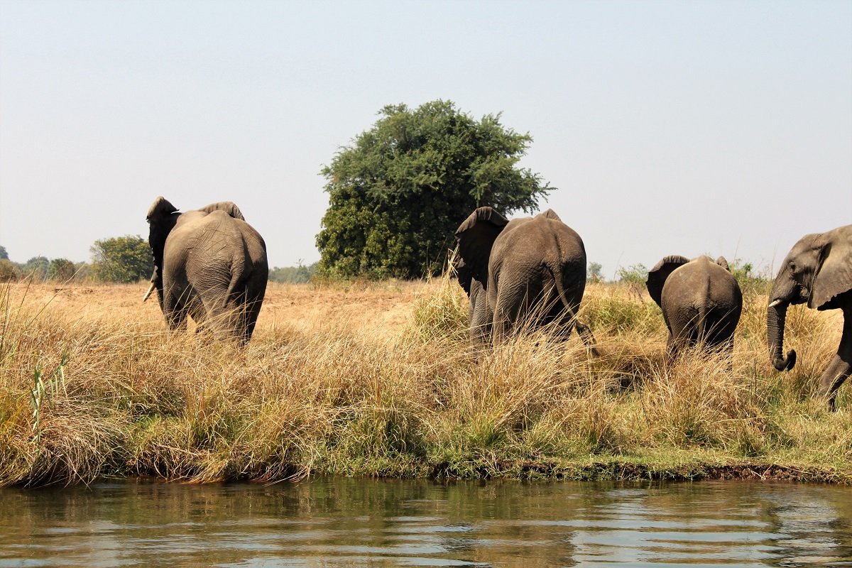 World Elephant Day IMG_2384