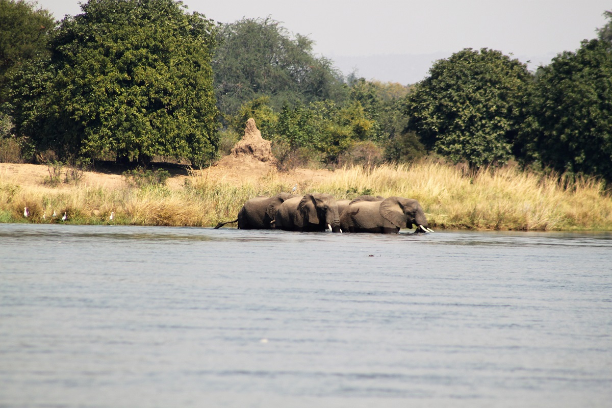 World Elephant Day IMG_2394