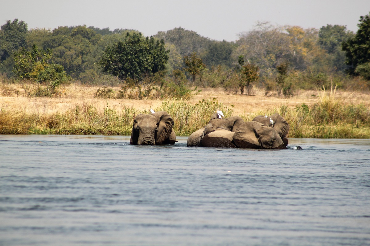 World Elephant Day IMG_2405