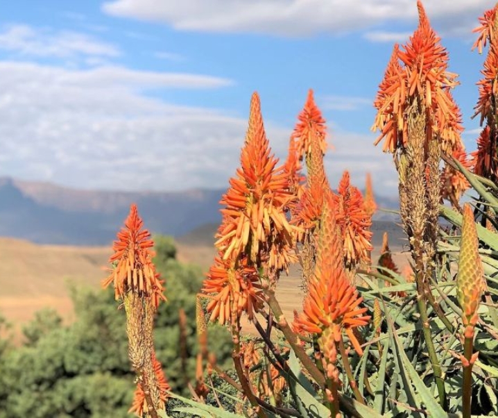 [TRAVEL]: 2 Nights At Montusi Mountain Lodge – Drakensberg