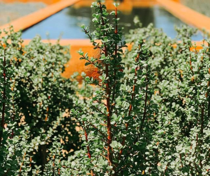 4 Interesting Facts About Spekboom