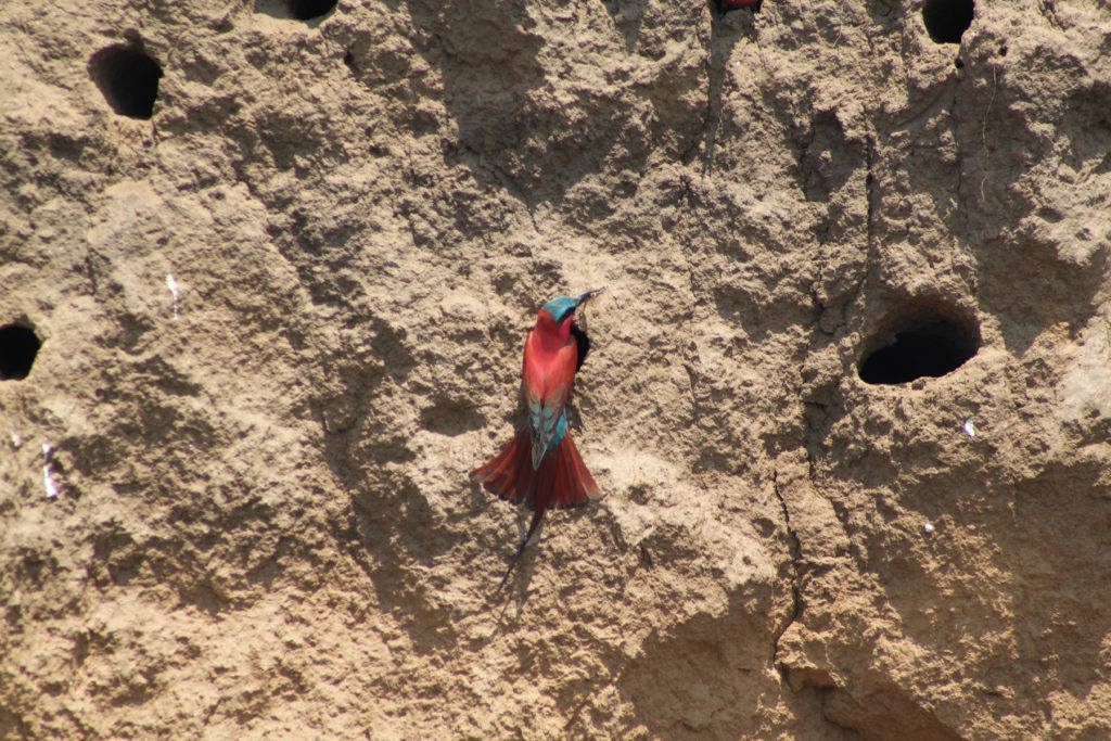 Zambia is known for Carmin Bee Eaters at the end of the year